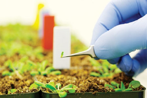 کاربرد پلاستیک در صنعت کشاورزی